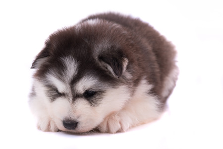 Close up of cute siberian puppy on white background isolatedの写真素材