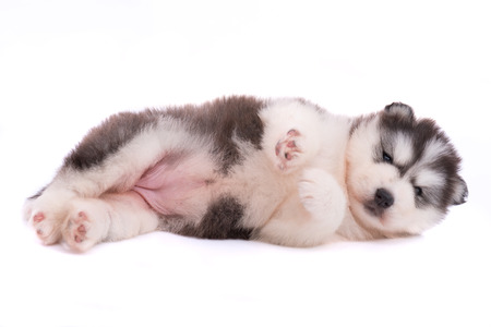 Close up of cute siberian puppy on white background isolatedの写真素材