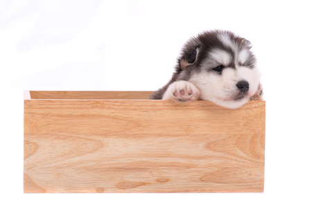 Close up of cute siberian puppy sitting i wooden box on white background isolated.の写真素材