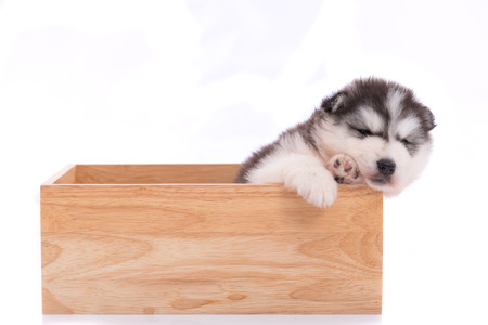 Close up of cute siberian puppy sitting i wooden box on white background isolated.の写真素材