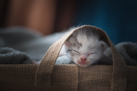 Close up of cute sleeping kitten on grey blanket in wooden basket in home.の写真素材