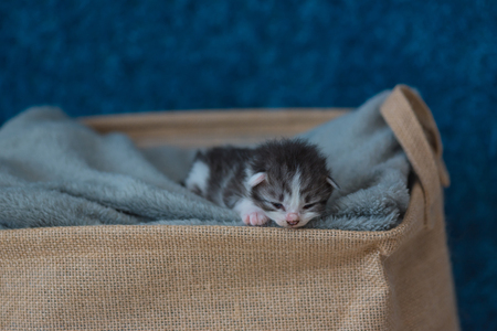Close up of cute sleeping kitten on grey blanket in wooden basket in home.の写真素材