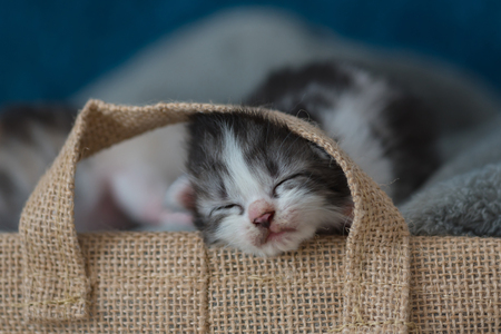 Close up of cute sleeping kitten on grey blanket in wooden basket in home.の写真素材