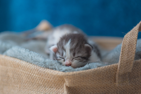 Close up of cute sleeping kitten on grey blanket in wooden basket in home.の写真素材