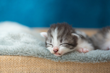 Close up of cute sleeping kitten on grey blanket in wooden basket in home.の写真素材