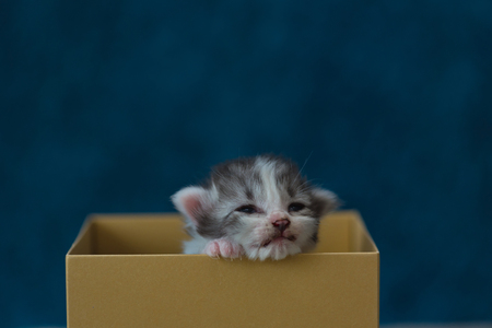 Close up of cute kitten sit and sleeping in paper box.の写真素材