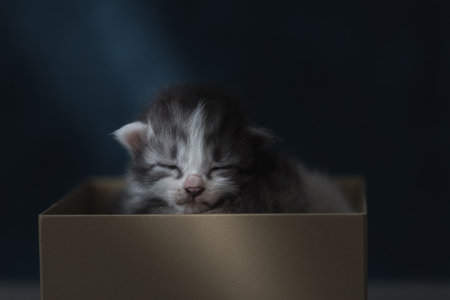Close up of cute kitten sit and sleeping in paper box.の写真素材