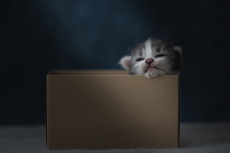 Close up of cute kitten sit and sleeping in paper box.の写真素材