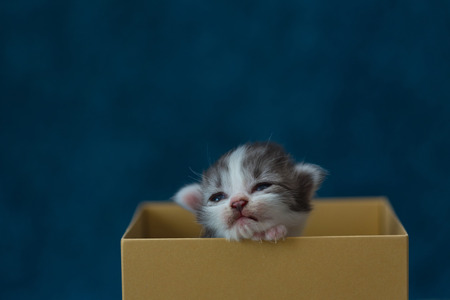 Close up of cute kitten sit and sleeping in paper box.の写真素材