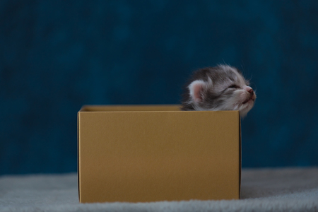 Close up of cute kitten sit and sleeping in paper box.の写真素材