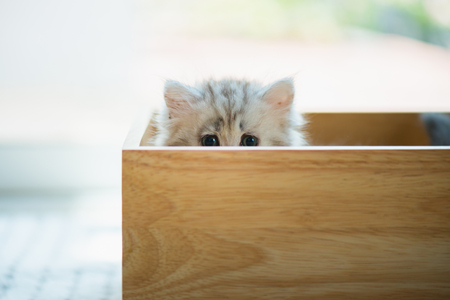 Close up of poor lonely kitten sitting in wooden box and wait for someone.の写真素材