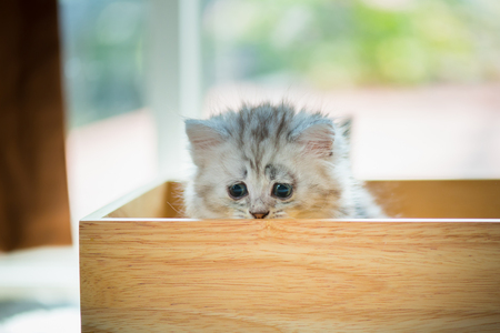 Close up of poor lonely kitten sitting in wooden box and wait for someone.の写真素材