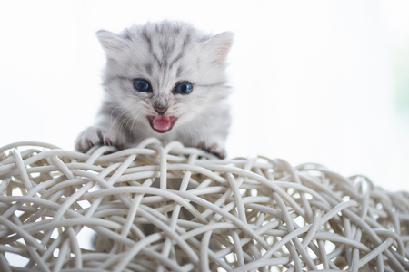 Close up of cute american short hair kitten sit and looking on white wooden chair in home.の写真素材