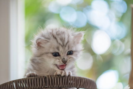 Close up of cute american short hair kitten sitting in wooden basket with bokeh background.の写真素材