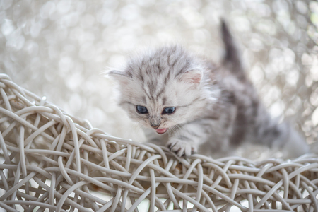 Close up of cute american short hair kitten sit and looking on white wooden chair in home.の写真素材