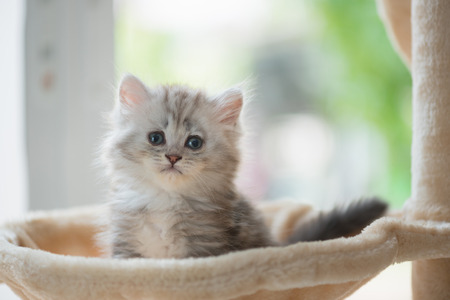 Close up of cute kitten sitting and look on cat tower in home.の写真素材