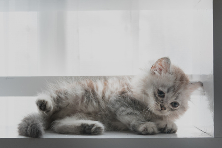 Close up of cute american shorthair kitten looking and play on wooden shelf in home.の写真素材