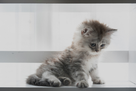 Close up of cute american shorthair kitten looking and play on wooden shelf in home.の写真素材
