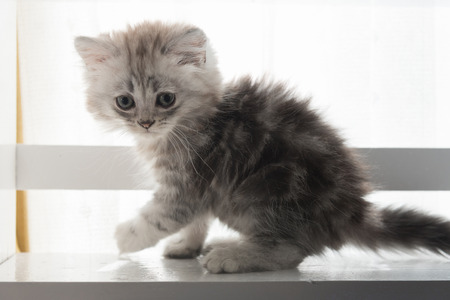 Close up of cute american shorthair kitten looking and play on wooden shelf in home.の写真素材