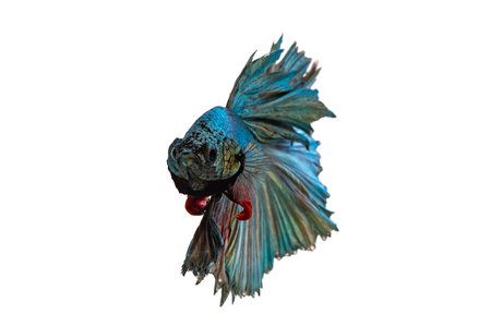 Beautiful color fighting fish swimming on white background isolated.の写真素材