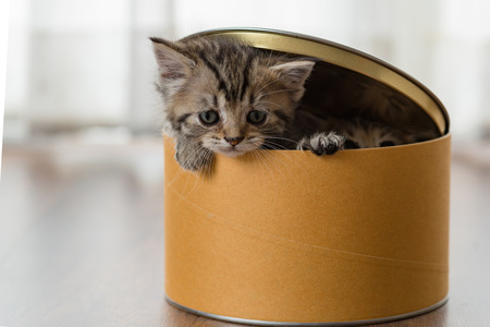 Couple of cute kitten playing together in paper box in home.の写真素材