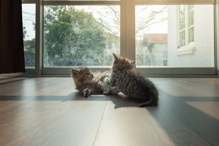 Close up of cute persian kitten playing together in home.の写真素材
