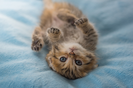 Cute lazy kitten play and lying on light blue pet bed in home.の写真素材