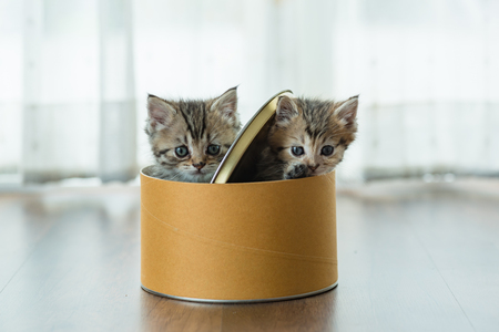 Couple of cute kitten playing together in paper box in home.の写真素材