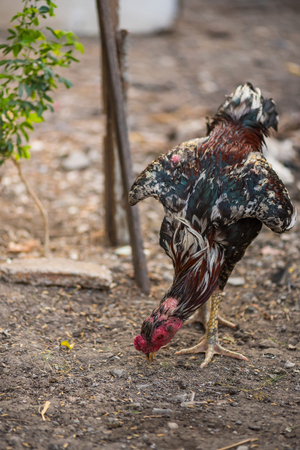 close up of beautiful thailand fighting cock in the garden.の写真素材
