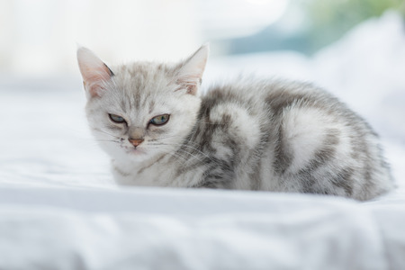 Close up of angry persian cat looking in home.の写真素材