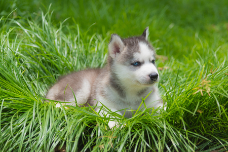 Cute siberian puppy walk and play in the garden.の写真素材