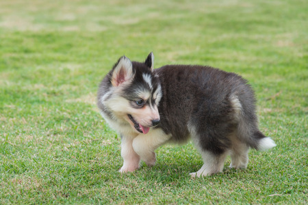 Close up of cute siberian puppy playing in the garden.の写真素材