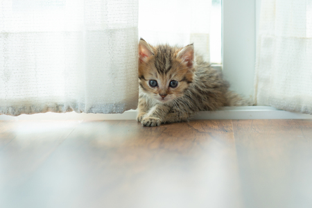 Close up of cute persian kitten sitting on the ground in home.の写真素材