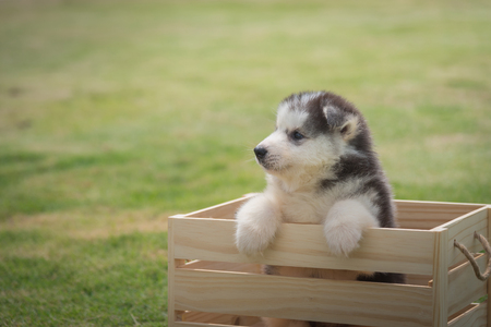 Close up of cute siberian puppy sit and looking in wooden box.の写真素材