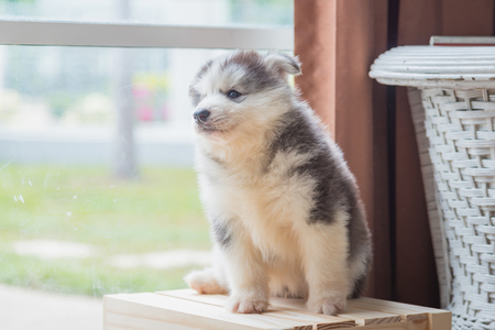 Close up of cute siberian puppy sit and looking in wooden box.の写真素材
