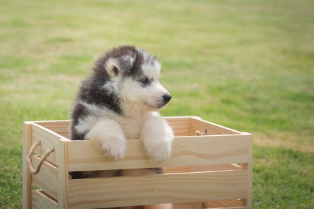 Close up of cute siberian puppy sit and looking in wooden box.の写真素材