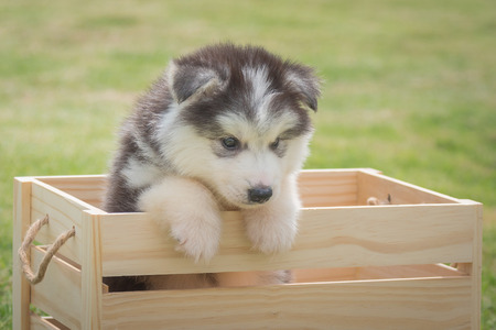 Close up of cute siberian puppy sit and looking in wooden box.の写真素材