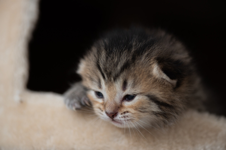 Cute persian playing on cat tower in home.の写真素材