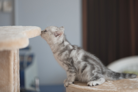 Cute persian playing on cat tower in home.の写真素材