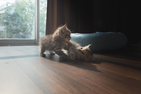Couple cute persian kitten playing together on ground in home.の写真素材