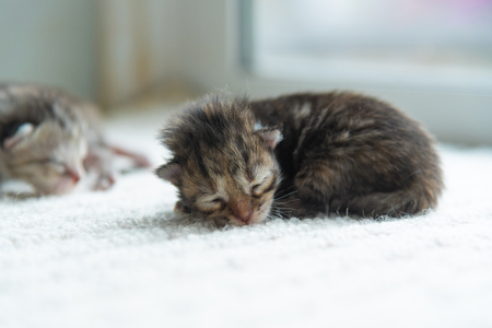 Close up of newborn persian kitten lying on the ground in homeの写真素材