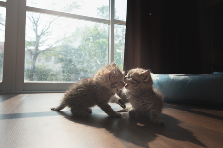 Couple cute persian kitten playing together on ground in home.の写真素材