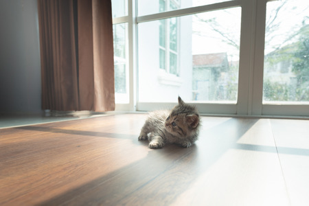 Cute lazy  persian kitten lying on the ground in home.の写真素材