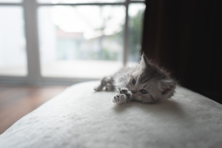 Cute lazy  persian kitten lying on the ground in home.の写真素材