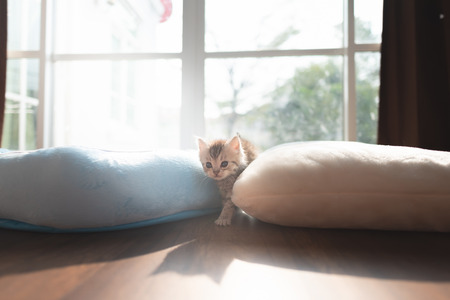 Cute lazy  persian kitten  walking on the petbed in home.の写真素材