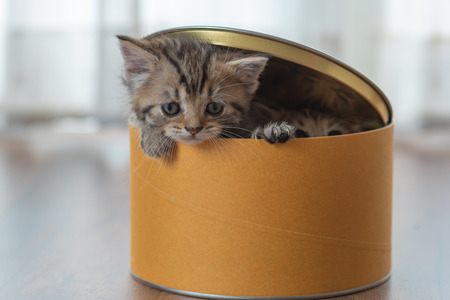 Cute persian kitten play and hide in paper box.の写真素材