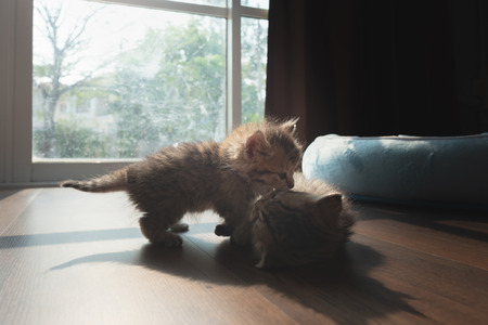 Couple cute persian kitten playing together on ground in home.の写真素材
