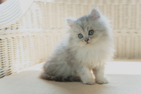Close up of cute persian kitten sitting on wooden chair in home.の写真素材