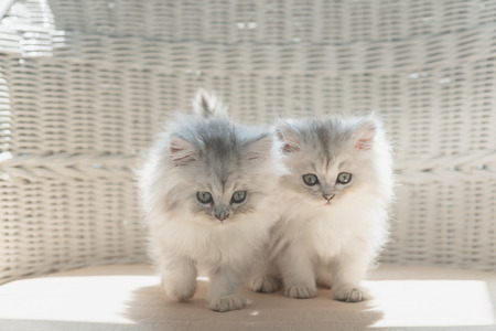 Close up of cute persian kitten sitting on wooden chair in home.の写真素材