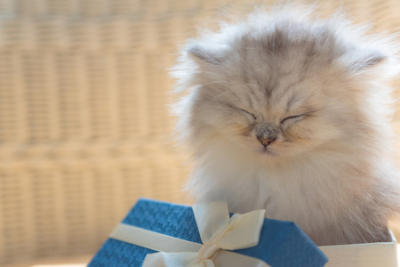 Close up of cyte persian kitten sittin in christmag gift box in home.の写真素材